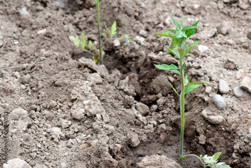 Tomateras recién plantadas en huerto, pequeñas, creciendo. Alimento sostenible y ecológico