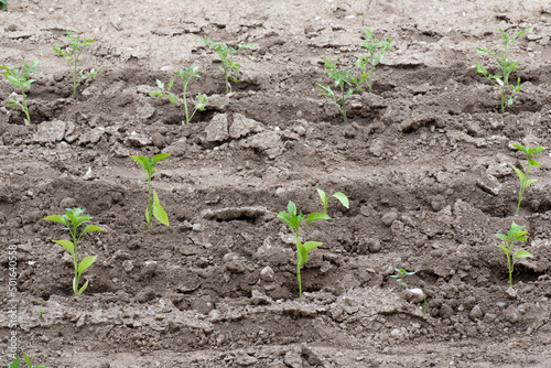 Tomateras recién plantadas en huerto, pequeñas, creciendo. Alimento sostenible y ecológico © Cristina