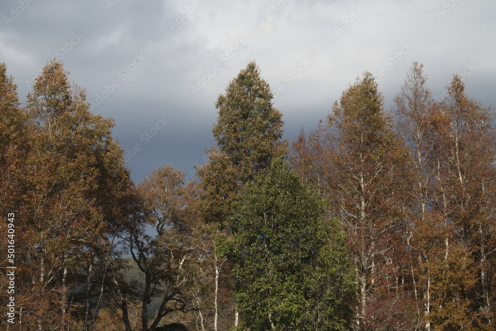 Fototapeta premium Bosque invierno, winter forest