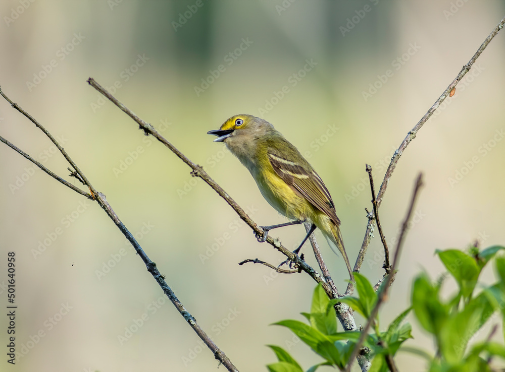 Obraz premium A white-eyed vireo perched on a dead tree branch during spring bird migration. 
