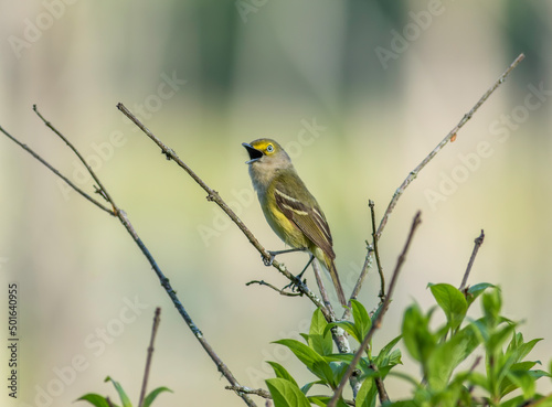 A white-eyed vireo singing on a dead tree branch in North Carolina.  photo