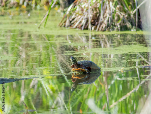 A red-eared slider basking in the spring sun in the wetlands. 