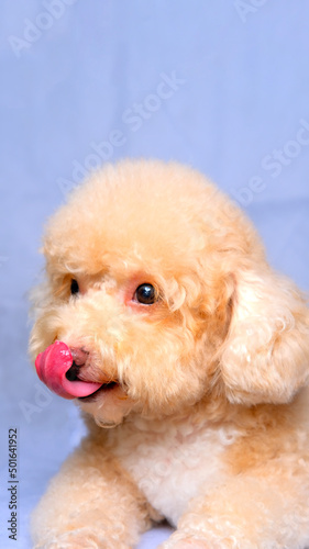 cream creamy female poodle dog photo shoot session on studio with red gray blue background and happy expression © Mulyadi