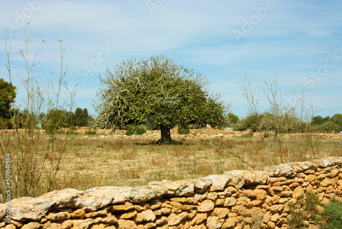 lonely local fig tree of the balearic islands in a dry summer clearing of formentera