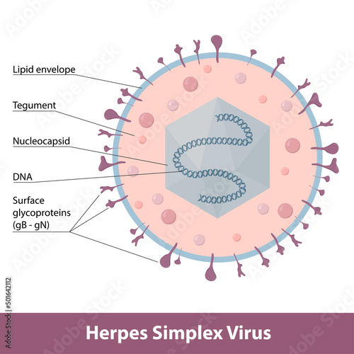 Herpes simplex virus. Detailed scheme of virion