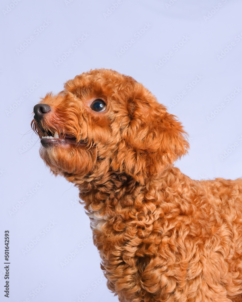 Fototapeta premium chocolate fur color poodle dog photo shoot session on studio with gray color background and happy expression