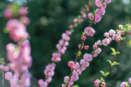 Close-up of pink flowers on branches of cherry blossoms in early spring morning sunlight on blurred green background. Gentle spring background of awakening nature © Александр Бочкала