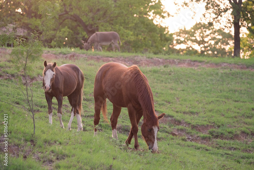 Quarter horses grazing on Texas hill in ranch landscape during sunset.