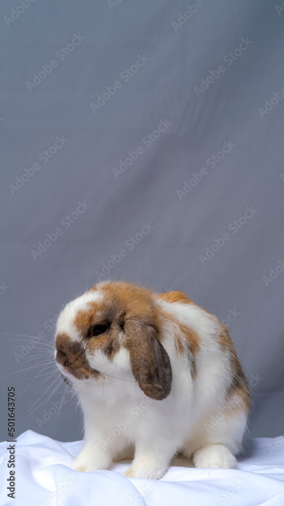 male holland loop rabbit with hat pet photography photo shoot studio with grey background