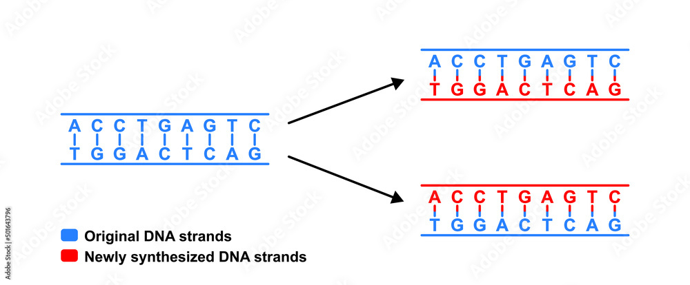 Scientific Designing Of Semiconservative Replication Of DNA Model. With ...