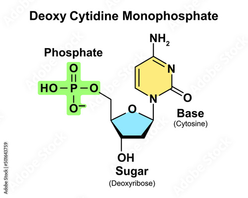 Deoxy Cytidine Monophosphate (dCMP) Nucleotide Molecule. Vector illustration. photo