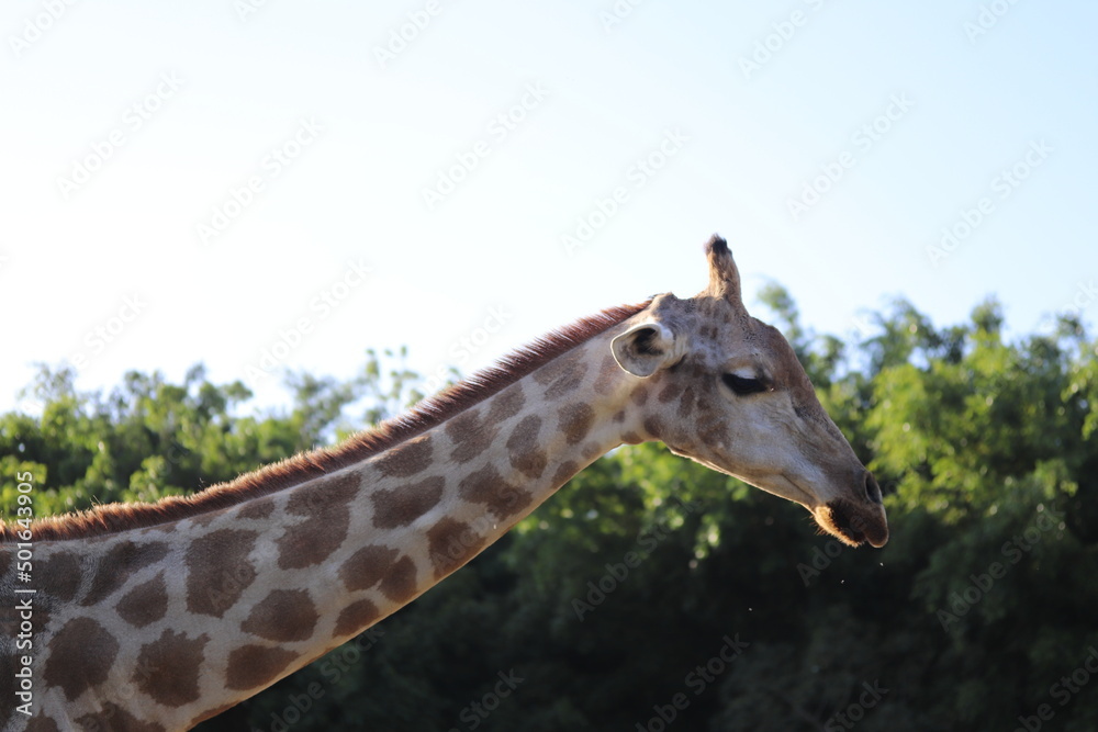 Obraz premium Girafa / Giraffe