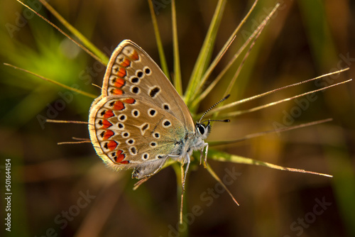 Macro shots, Beautiful nature scene. Closeup beautiful butterfly sitting on the flower in a summer garden.