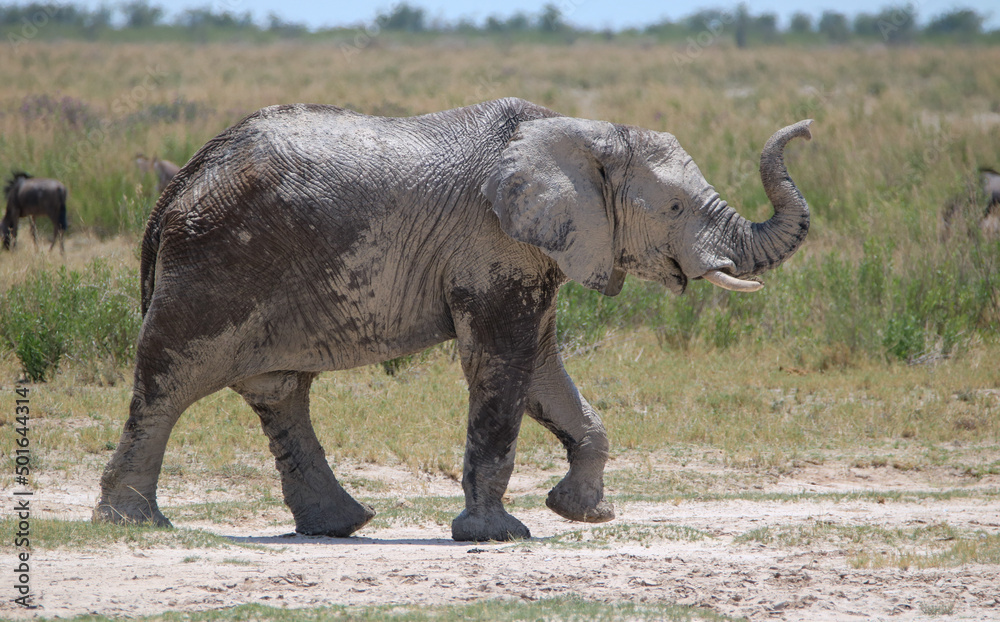 Fototapeta premium African elephant in Etsoah National Park, namibia
