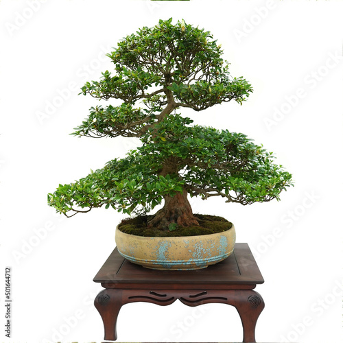 Tree bonsai of boxwood plant in pot on small wooden table on white background