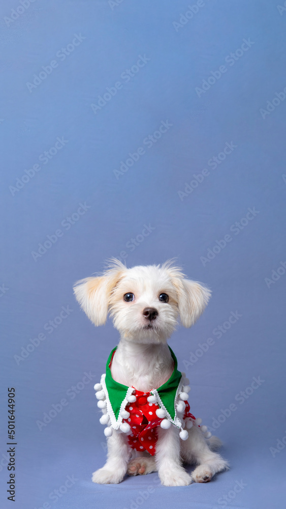 A White Female Dog Maltese photoshoot pet photography with christmas shirt or dress with grey background Stock Photo Adobe Stock