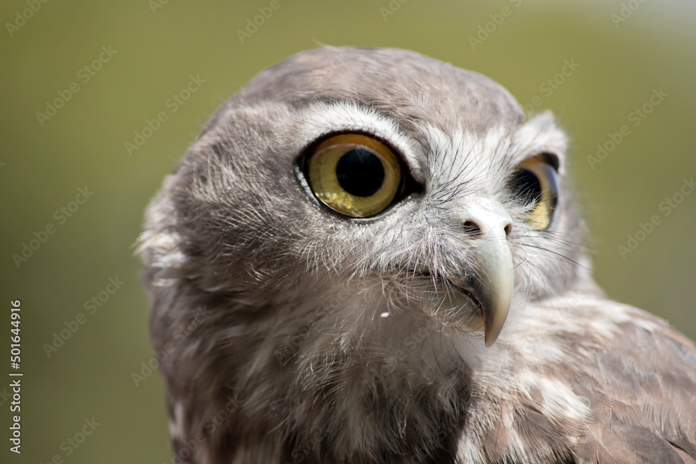Obraz premium the barking owl has large bright yellow eye surrounded by a black line. his upperparts are brown coarsely spotted white