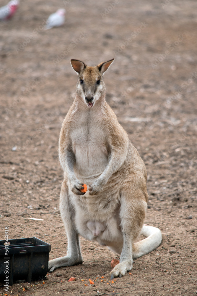 this is a large male agile wallaby this is a large male agile wallaby