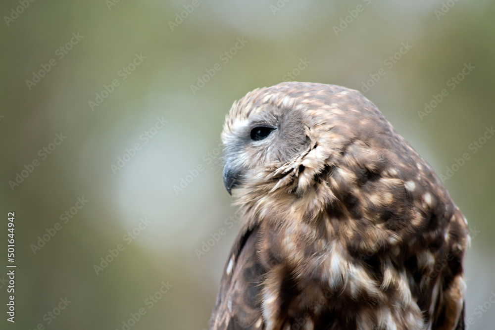 the boobook plumage, which is dark chocolate-brown above and rufous-brown below, heavily streaked and spotted with white the boobook plumage, which is dark chocolate-brown above and rufous-brown below, heavily streaked and spotted with white