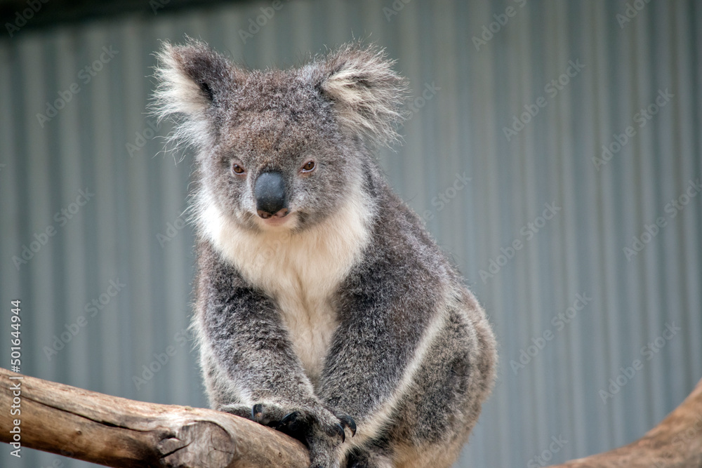 Fototapeta premium the koala is an australian marsupial that only eats gum leaves