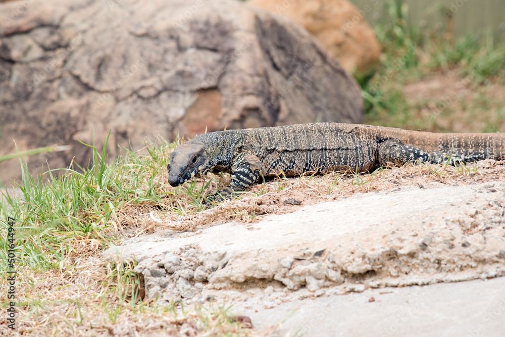 the lace lizard has a black face with a body of black and white spots the lace lizard has a black face with a body of black and white spots
