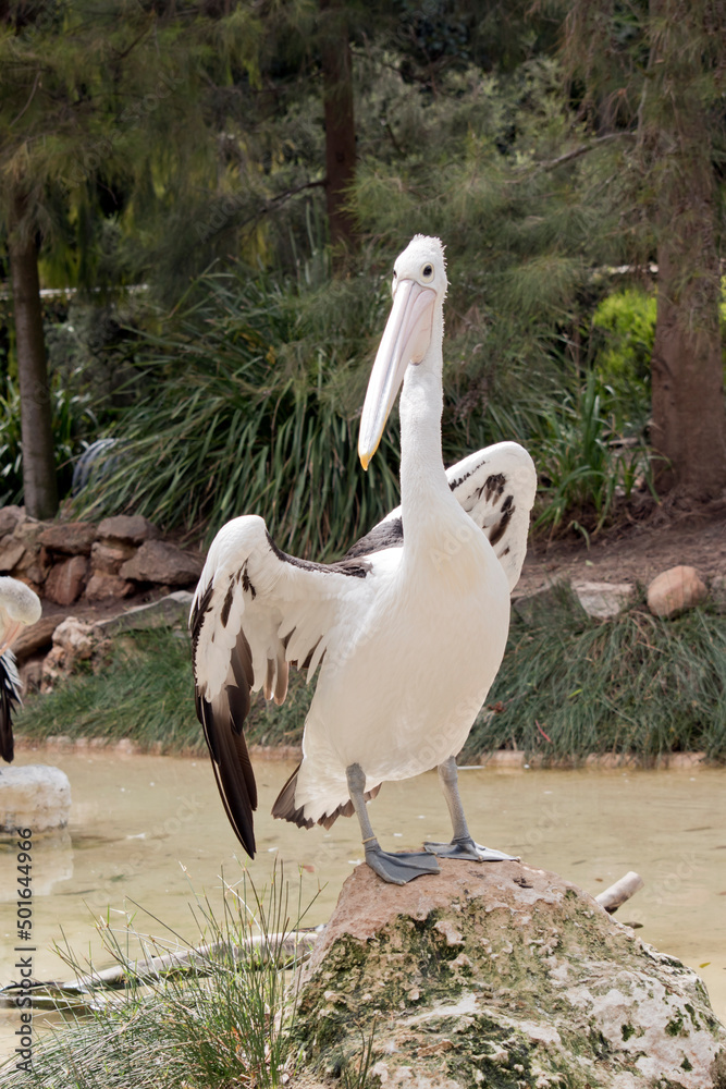 the Australian pelican is a black and white sea bird the Australian pelican is a black and white sea bird