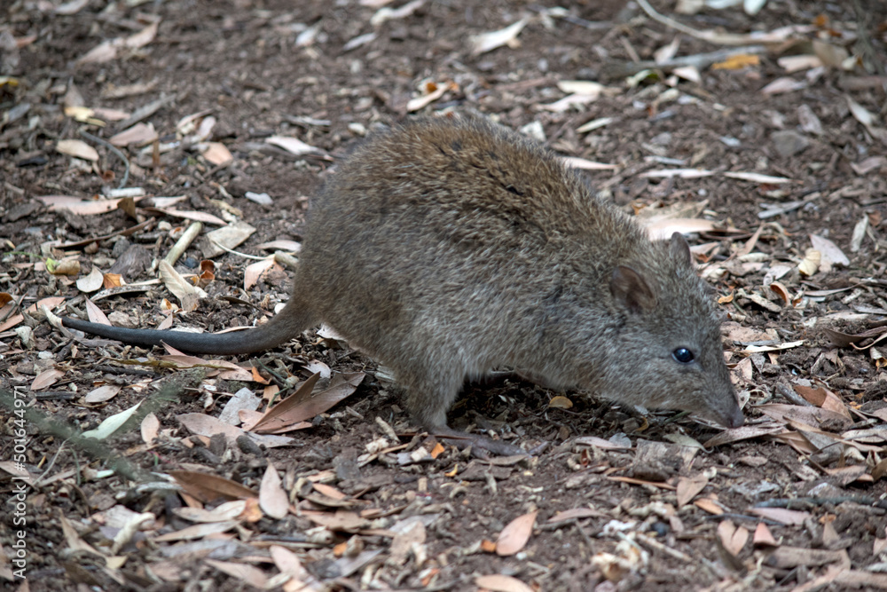 the long nosed potoroo looks similar to a rat the long nosed potoroo looks similar to a rat