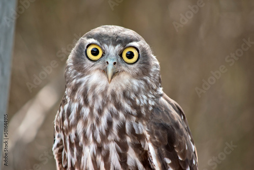 this is a close up of a barking owl always checking for preditors