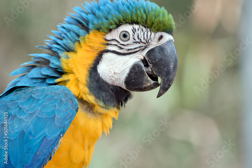 The blue-and-yellow macaw is a large South American parrot with mostly blue top parts and light orange underparts, with gradient hues of green on top of its head.