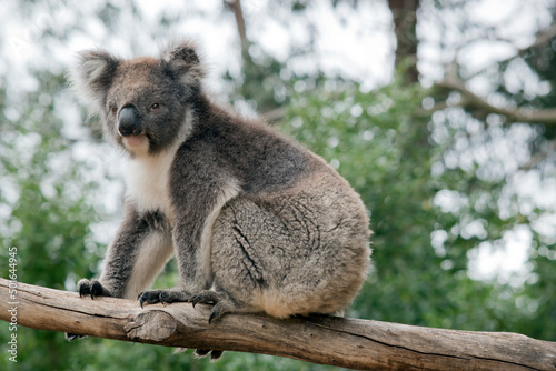 the koala is sitting on a tree branch