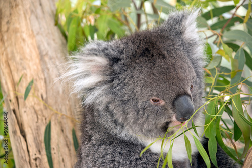 this is a close up of a koala eating gum leaves © susan flashman