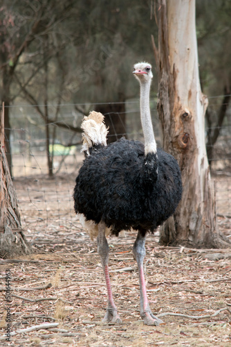 the ostrich is a tall bird with a long neck and legs that can not fly, its body feathers are black his neck is grey with white and cream tail