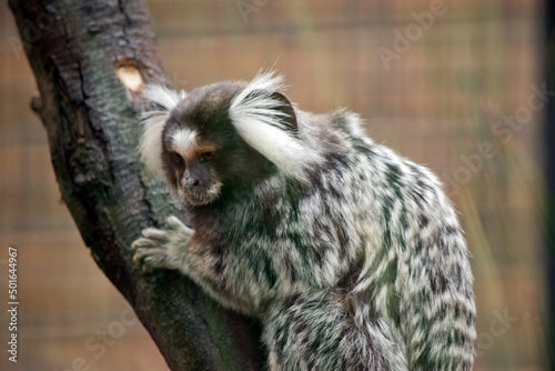 The marmosets, also known as zaris or sagoin is climbing a tree