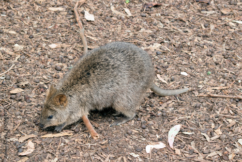 the quokka is a small marsupial that is brown with brown eyes