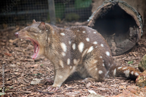 the spotted tail quoil is brown with white spots and a pink nose and sharp teeth photo