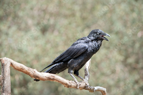 the raven ios a black bird on a perch © susan flashman