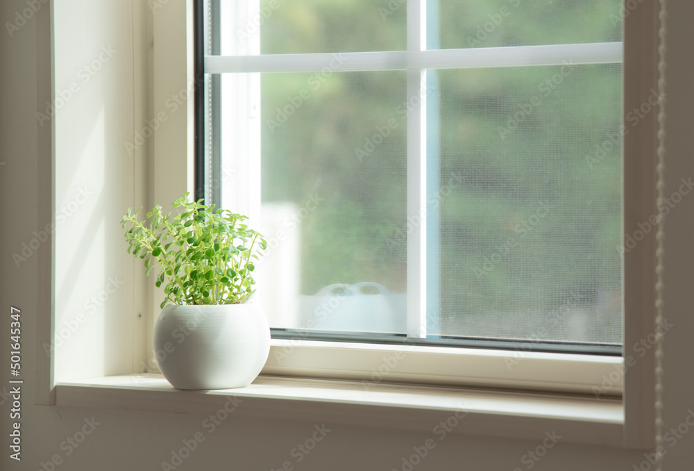 窓際に置いてある観葉植物 窓際に置いてある観葉植物