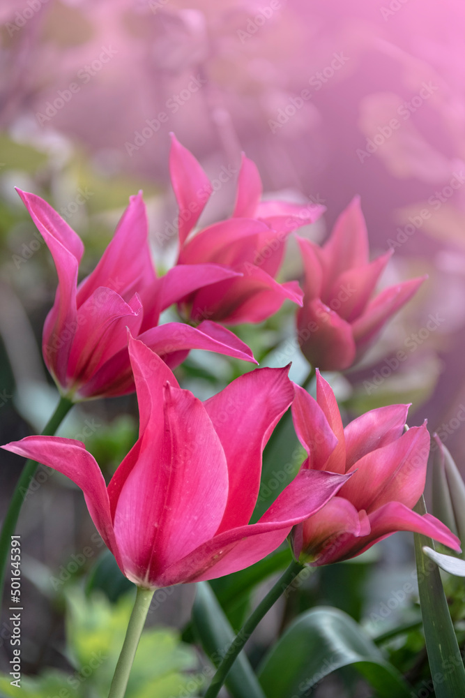 Fototapeta premium Pink tulip flowers bloom in springtime. Spring flower, natural background