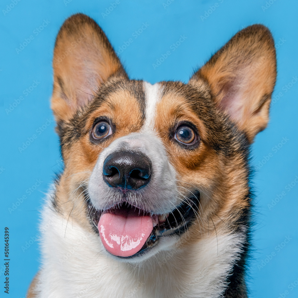 a male corgi pembroke welsh photoshoot pet photography studio isolated with blue background christmas theme dress and decoration