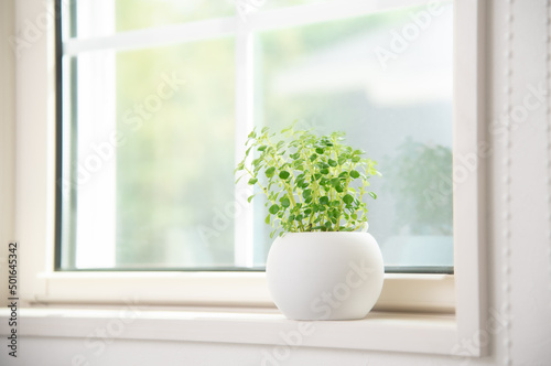 窓際に置いてある観葉植物 © tatsushi