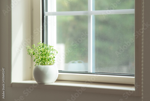 窓際に置いてある観葉植物 © tatsushi