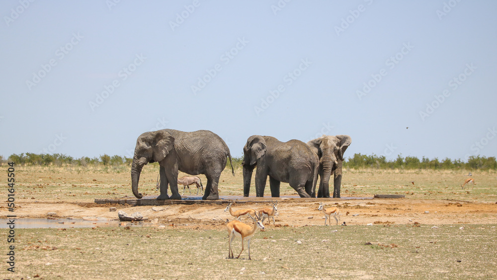 Fototapeta premium African elephant in Etsoah National Park, namibia