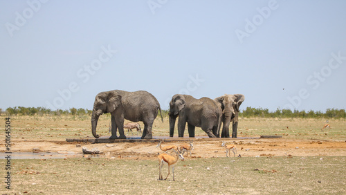 African elephant in Etsoah National Park  namibia