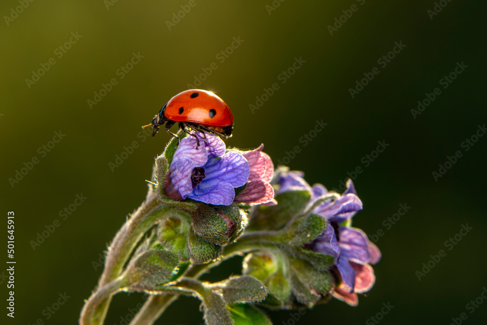 Fototapeta premium Beautiful ladybug on leaf defocused background