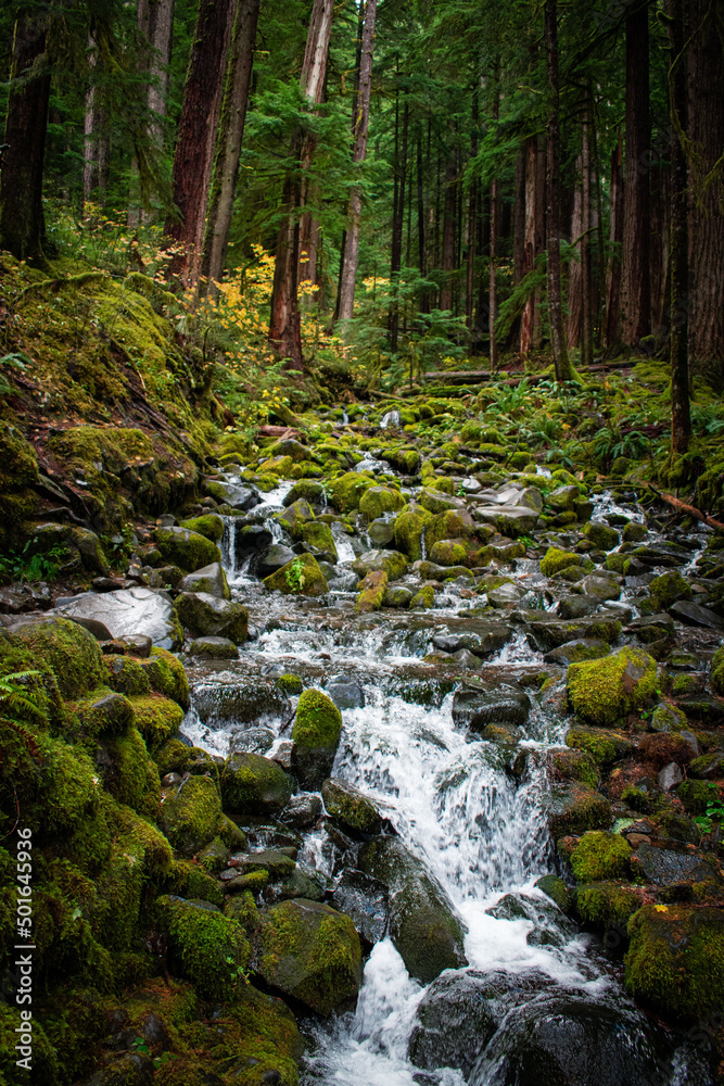 Obraz premium waterfall in olympic national park