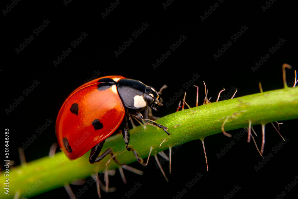 Fototapeta premium Beautiful ladybug on leaf defocused background