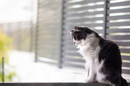 Domestic medium hair cat looking down and siting on glass balustrade balcony, Blurred background, Relaxed domestic cat at home.
