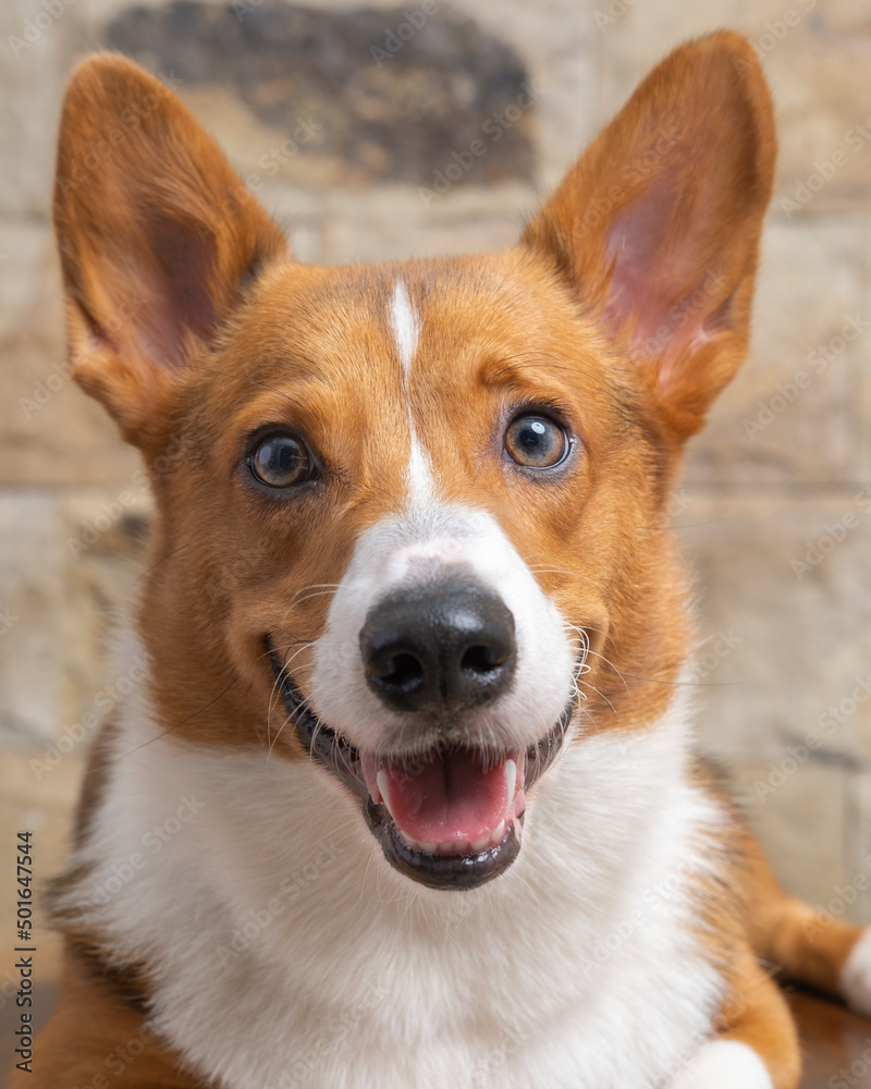 a male corgi pembroke welsh photoshoot pet photography studio isolated with blue background christmas theme dress and decoration a male corgi pembroke welsh photoshoot pet photography studio isolated with blue background christmas theme dress and decoration