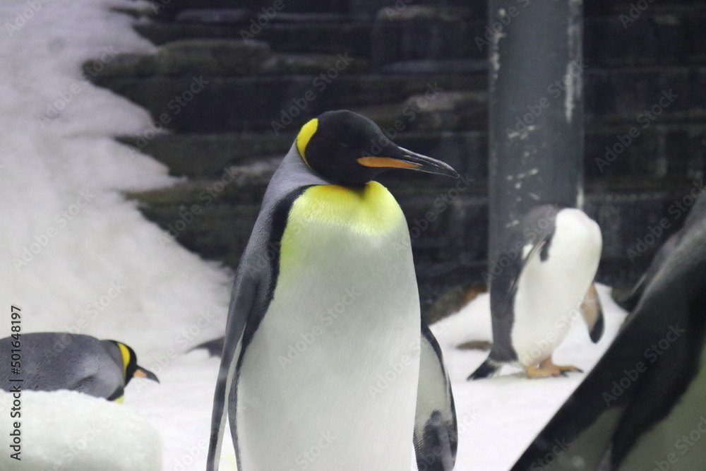 Obraz premium Sea life in Sydney Australia. Penguin standing in aquarium. Travelling during corona pandemic