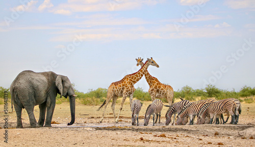 Fototapeta Naklejka Na Ścianę i Meble -  Group of animals at waterhole in Etosha National park, Namibia